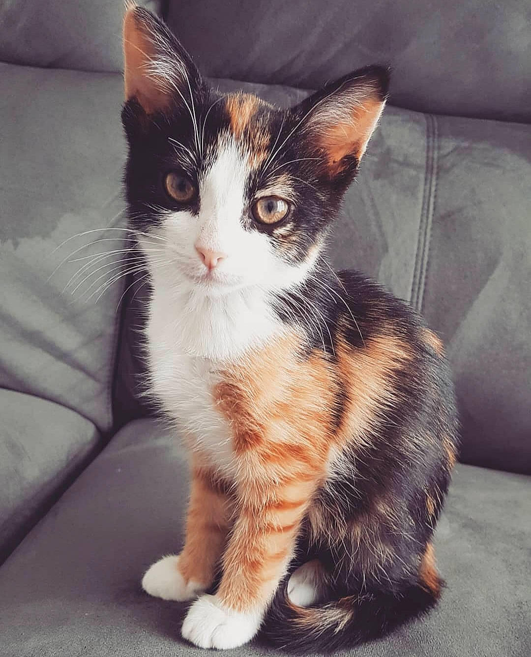 Hazel a rejoint le concours — aidez-le/la à gagner de superbes lots ! aegean_cat, american_wirehair, arabian_mau, asian, carnivore, cat, domestic_short_haired_cat, european_shorthair, felidae, german_rex, kitten, mammal, ojos_azules, polydactyl_cat, small_to_medium_sized_cats, tabby_cat, tail, vertebrate, whiskers