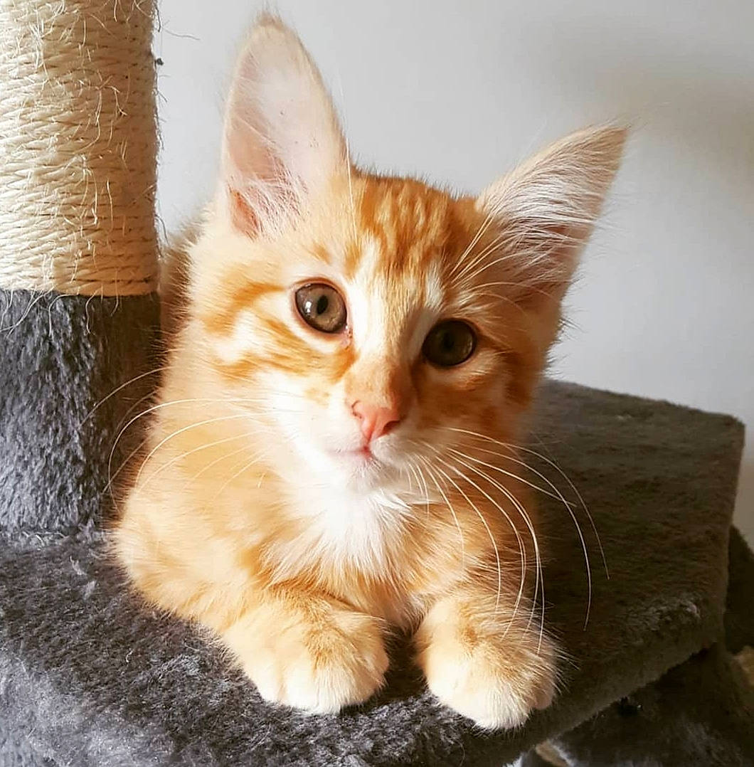 Mishka participe au concours pour gagner de l'argent avec cette photo : aegean_cat, american_wirehair, asian, australian_mist, carnivore, cat, domestic_short_haired_cat, european_shorthair, fawn, felidae, kitten, mammal, munchkin, ojos_azules, polydactyl_cat, ragamuffin, small_to_medium_sized_cats, tabby_cat, tail, whiskers