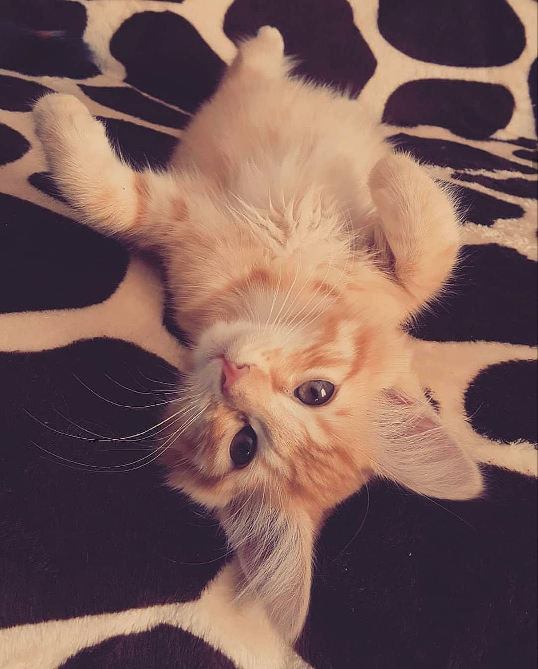 Mishka participe au concours pour gagner de l'argent avec cette photo : canidae, carnivore, cat, companion_dog, dog, dog_breed, ear, eye, fawn, felidae, fur, head, kitten, paw, puppy, puppy_love, skin, small_to_medium_sized_cats, tail, whiskers