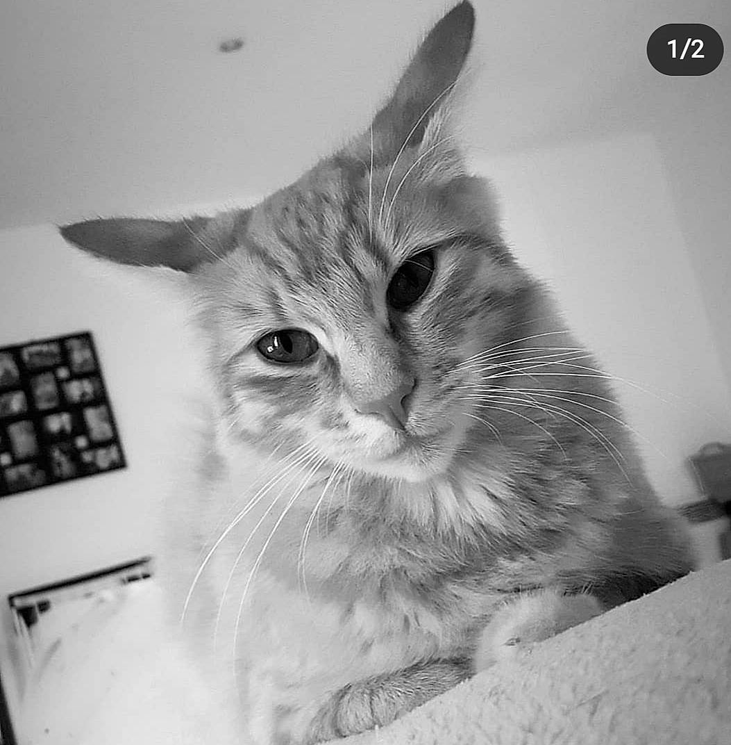 Mishka participe au concours pour gagner de l'argent avec cette photo : aegean_cat, asian, black_and_white, carnivore, cat, domestic_short_haired_cat, ear, european_shorthair, eye, felidae, kitten, monochrome, nose, ojos_azules, photography, small_to_medium_sized_cats, snout, style, tabby_cat, whiskers