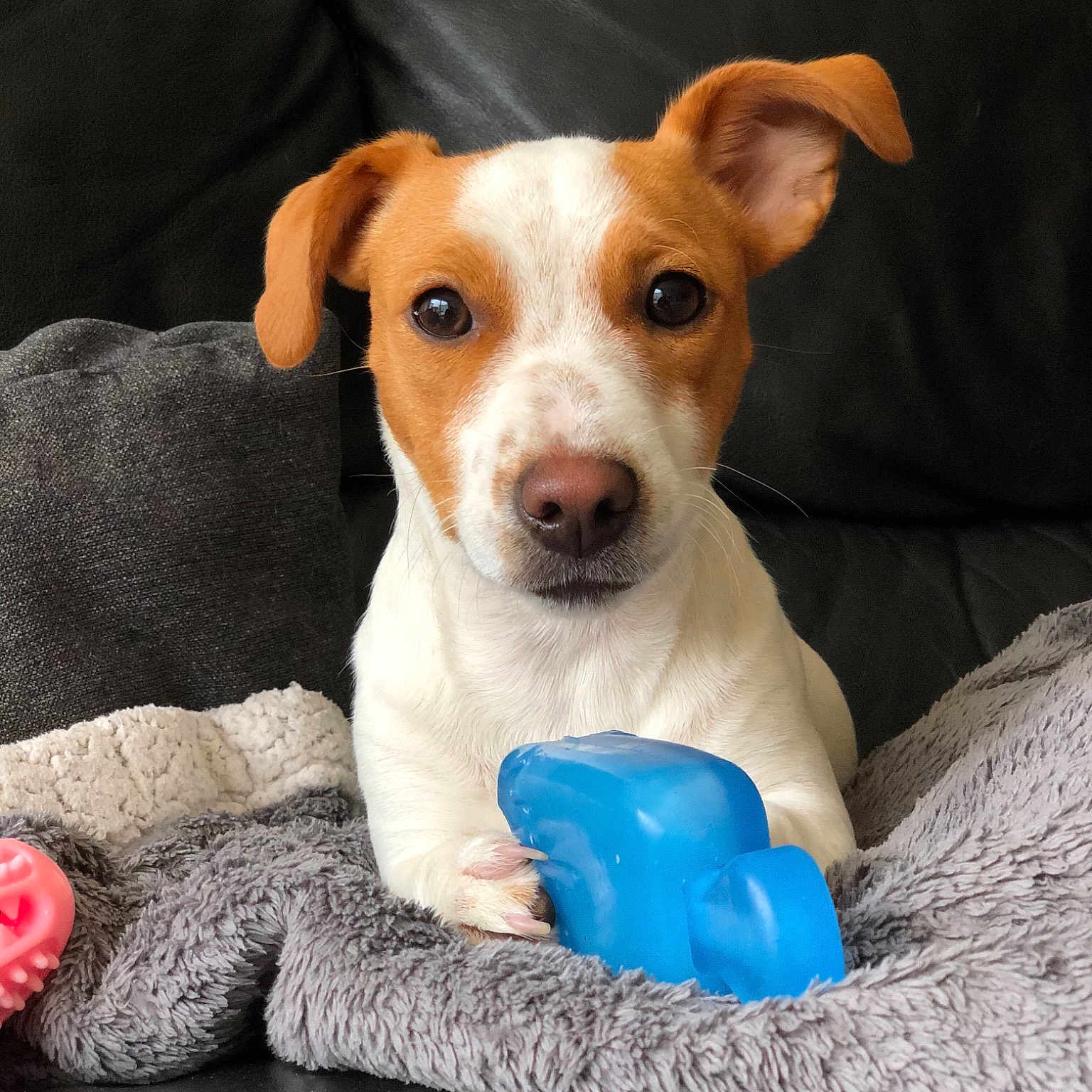 Rose participe au concours pour gagner de l'argent avec cette photo : canidae, carnivore, companion_dog, cup, dog, dog_bed, dog_breed, dog_supply, dog_toy, fawn, garden_roses, home_accessories, pet_supply, rose, rose_family, rose_order, snout, sporting_group, whiskers, working_animal