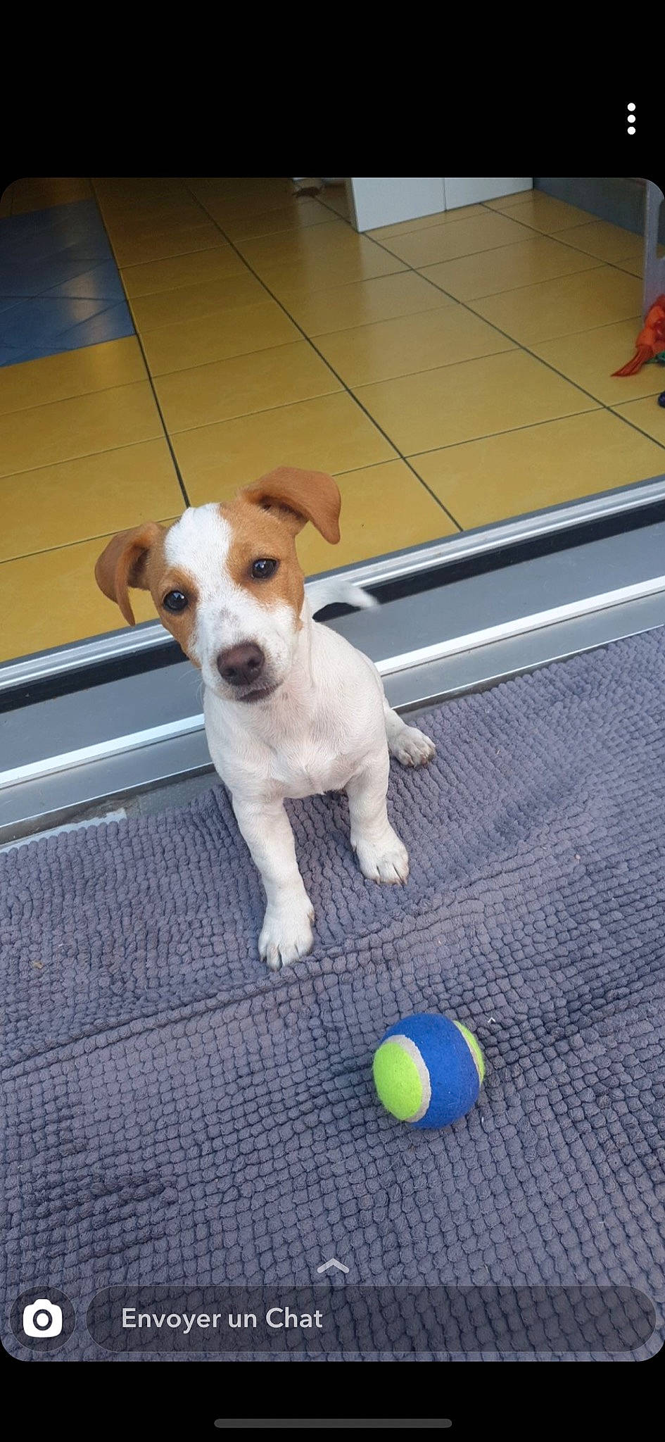 Rose a rejoint le concours — aidez-le/la à gagner de superbes lots ! ball, canidae, carnivore, companion_dog, dog, dog_breed, dog_supply, dog_toy, fawn, floor, flooring, mat, pet_supply, snout, sporting_group, tail, tennis_ball, tile, working_animal