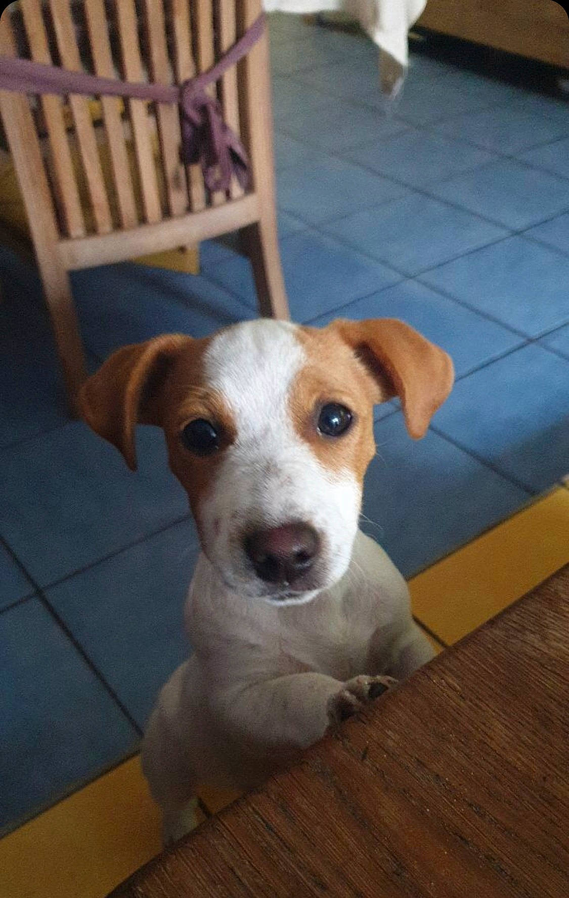 Rose participe au concours pour gagner de l'argent avec cette photo : canidae, carnivore, companion_dog, dog, dog_breed, fawn, floor, flooring, hardwood, liver, outdoor_furniture, pet_supply, snout, sporting_group, tile, tile_flooring, whiskers, wood, wood_stain, working_animal