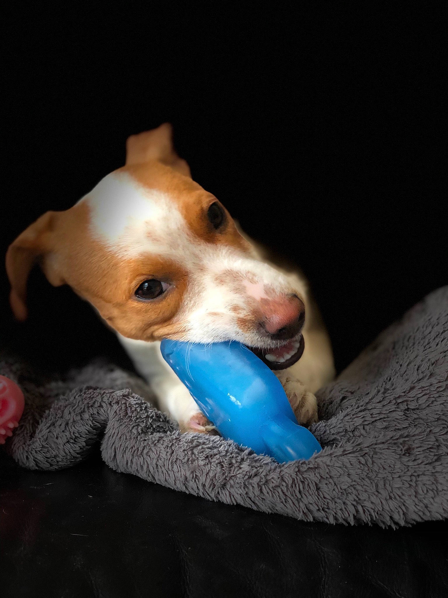 Rose a rejoint le concours — aidez-le/la à gagner de superbes lots ! canidae, carnivore, collar, companion_dog, darkness, dog, dog_breed, dog_supply, dog_toy, fawn, jaw, non_sporting_group, pet_supply, snout, sporting_group, tongue, vertebrate, working_animal, working_dog