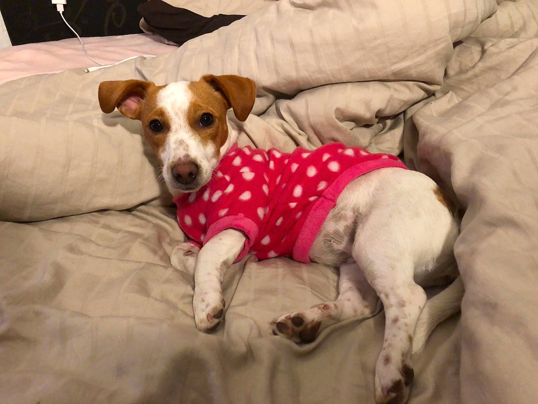 Rose participe au concours pour gagner de l'argent avec cette photo : canidae, carnivore, companion_dog, couch, dog, dog_breed, dog_clothes, dog_supply, fawn, home_accessories, irishjacks, linens, liver, paw, pet_supply, snout, sporting_group, working_animal, working_dog