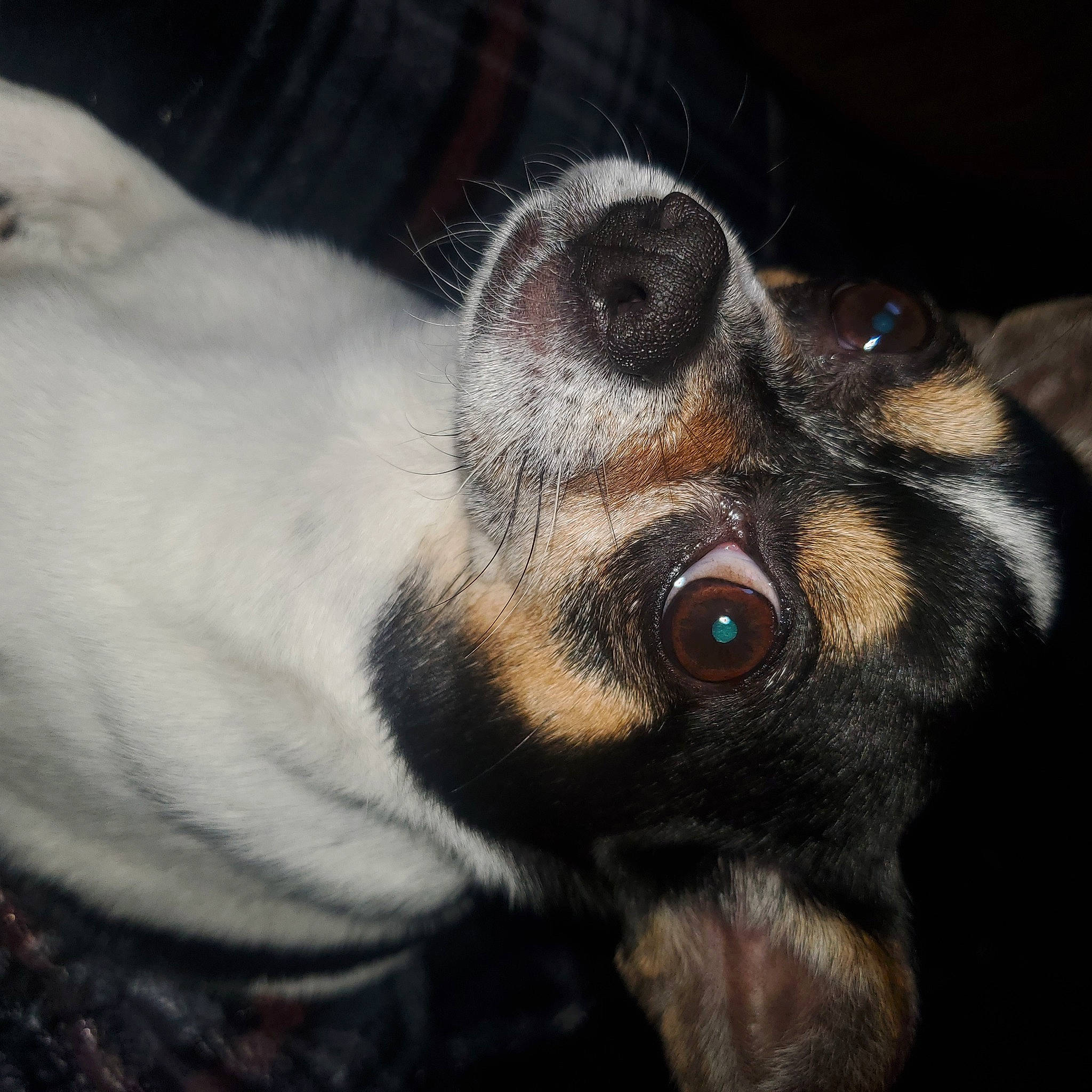 Mecca is registered to the contest to win money with this photo: canidae, carnivore, close_up, companion_dog, dog, dog_breed, ear, eye, fawn, fur, guard_dog, paw, puppy, sporting_group, terrestrial_animal, whiskers, working_animal, working_dog