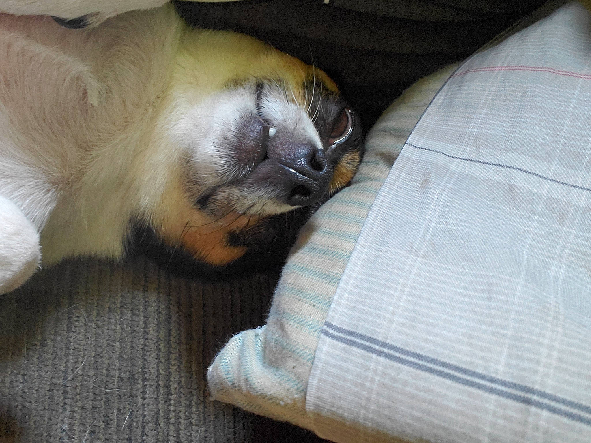 Mecca joined the competition — help win amazing prizes! balinese, canidae, carnivore, claw, comfort, companion_dog, dog, dog_breed, fawn, felidae, foot, fur, linens, nap, paw, siamese, small_to_medium_sized_cats, terrestrial_animal, whiskers, woven_fabric