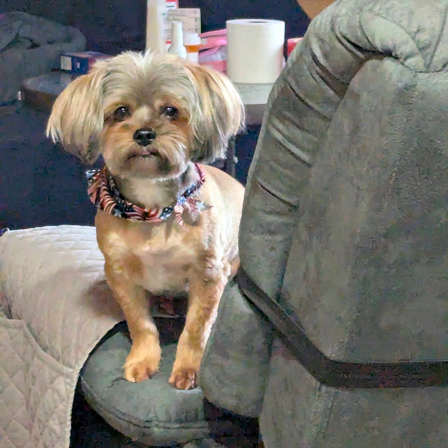 Lola is registered to the contest to win money with this photo: alert, bottle, collar, companion, cozy, cute, dog, domestic_animal, fur, furniture, home_interior, indoor, pet, quilt, recliner, seated_pet, small_dog, table, toiletries, wood_paneling