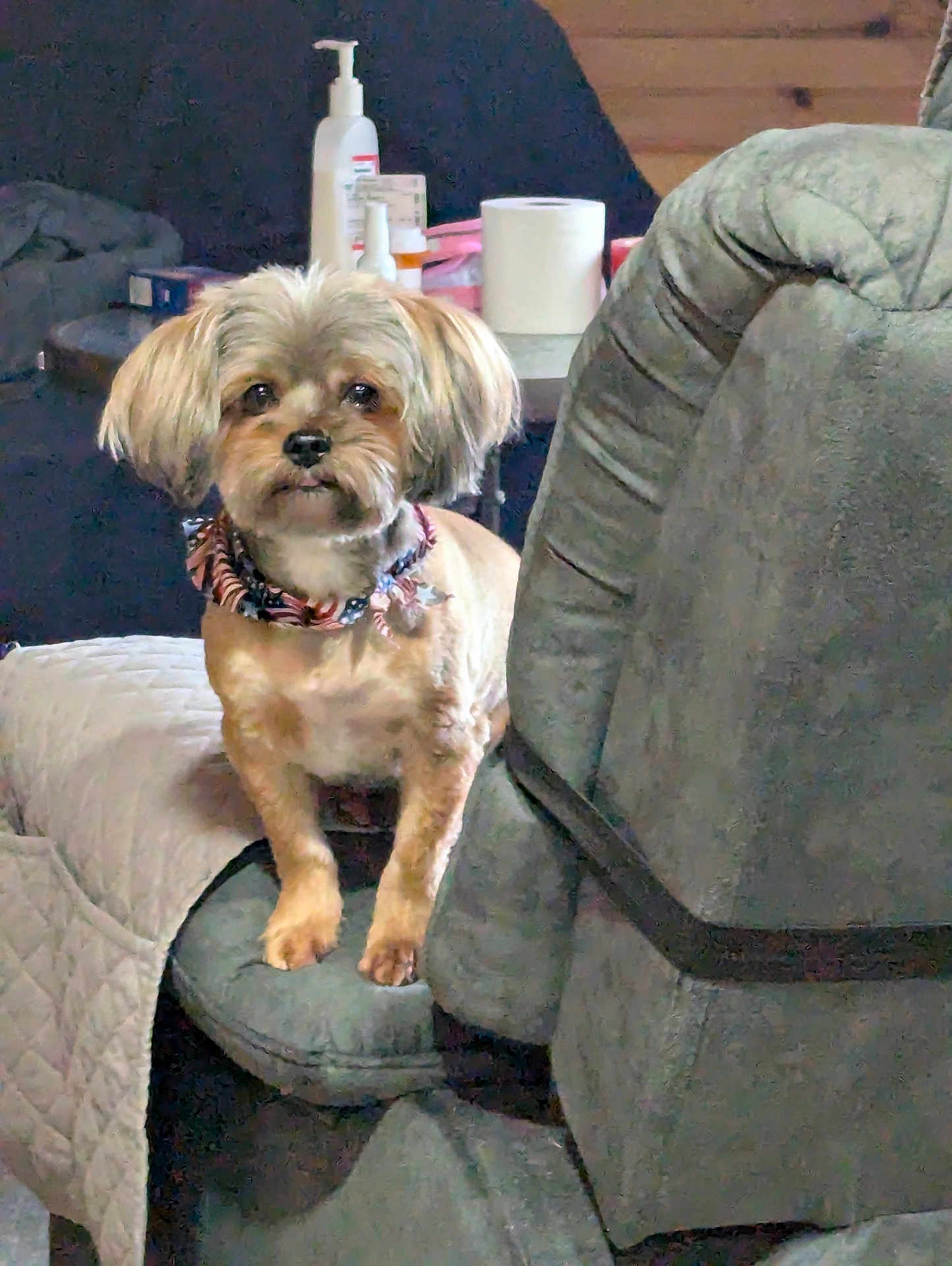 Lola is registered to the contest to win money with this photo: dog, pet, indoor, furniture, recliner, quilt, collar, table, bottle, toiletries, small_dog, alert, cute, cozy, home_interior, wood_paneling, seated_pet, fur, domestic_animal, companion