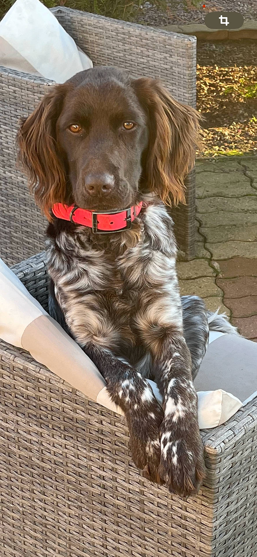 Vanille participe au concours pour gagner de l'argent avec cette photo : animal, armchair, basket, canine, chair, cockerspaniel, couch, cushion, dog, furniture, homedecor, hound, linen, papillon, person, pet, pointer, puppy, sleeping, terrier