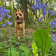 Chip a rejoint le concours — aidez-le/la à gagner de superbes lots ! dog, brown_dog, forest, greenery, trees, leaves, purple_flowers, plants, nature, outdoor, sunlight, tongue_out, alert, small_dog, collar, happy, ground, wildlife, spring, daylight