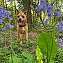 dog, brown_dog, forest, greenery, trees, leaves, purple_flowers, plants, nature, outdoor, sunlight, tongue_out, alert, small_dog, collar, happy, ground, wildlife, spring, daylight