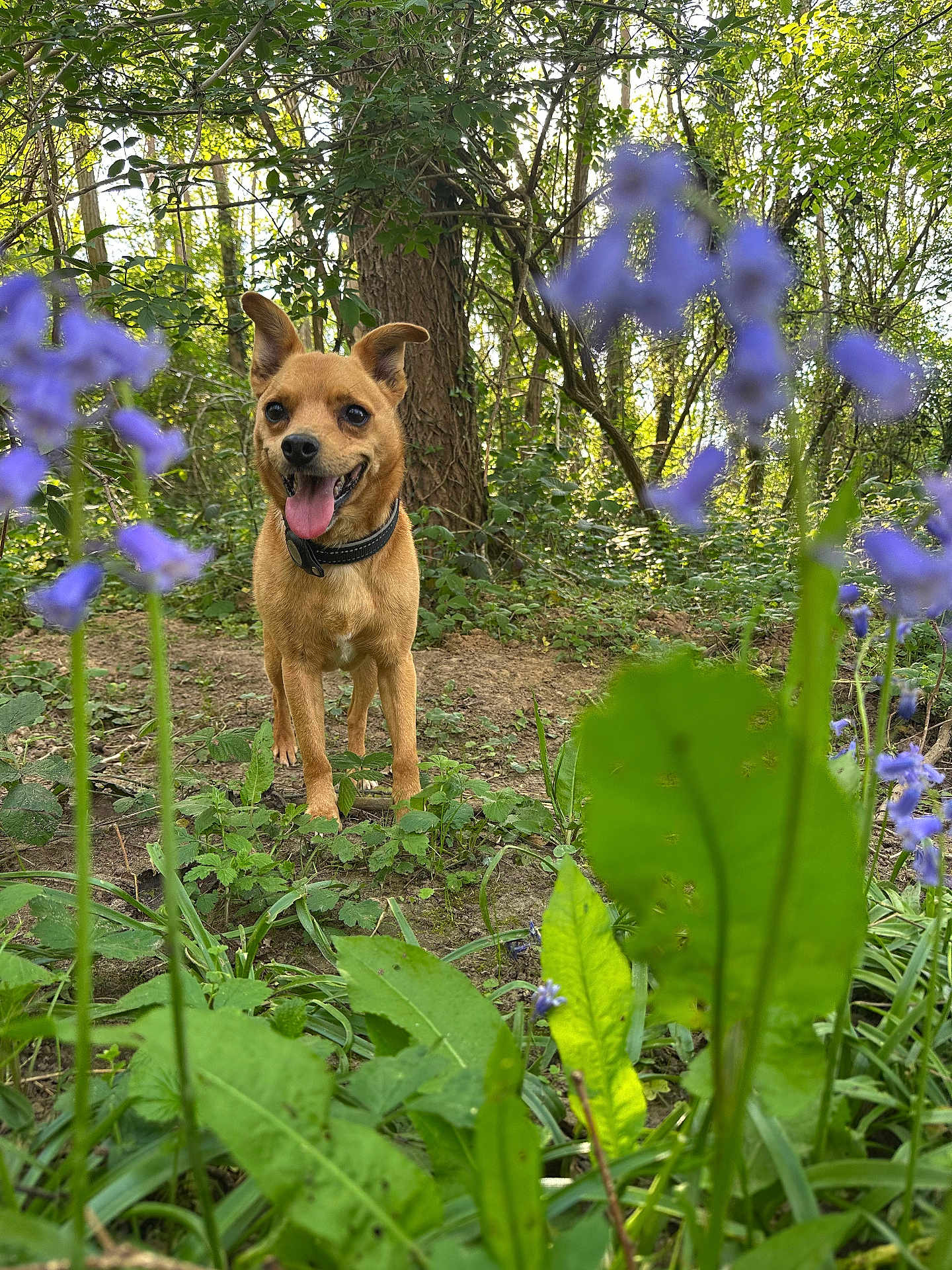 Chip a rejoint le concours — aidez-le/la à gagner de superbes lots ! dog, brown_dog, forest, greenery, trees, leaves, purple_flowers, plants, nature, outdoor, sunlight, tongue_out, alert, small_dog, collar, happy, ground, wildlife, spring, daylight