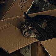 Obie joined the competition — help win amazing prizes! cat, tabby_cat, cardboard_box, sleeping, cozy, pet, feline, indoor, resting, animal, cute, fur, whiskers, ears, home, comfort, nap, quiet, flap, closeup