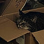 cat, tabby_cat, cardboard_box, sleeping, cozy, pet, feline, indoor, resting, animal, cute, fur, whiskers, ears, home, comfort, nap, quiet, flap, closeup