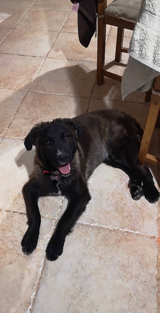 Eathers participe au concours pour gagner de l'argent avec cette photo : beagador, borador, canidae, carnivore, dog, dog_breed, flat_coated_retriever, labrador_retriever, mammal, patterdale_terrier, rare_breed_dog, retriever, sporting_group, vertebrate