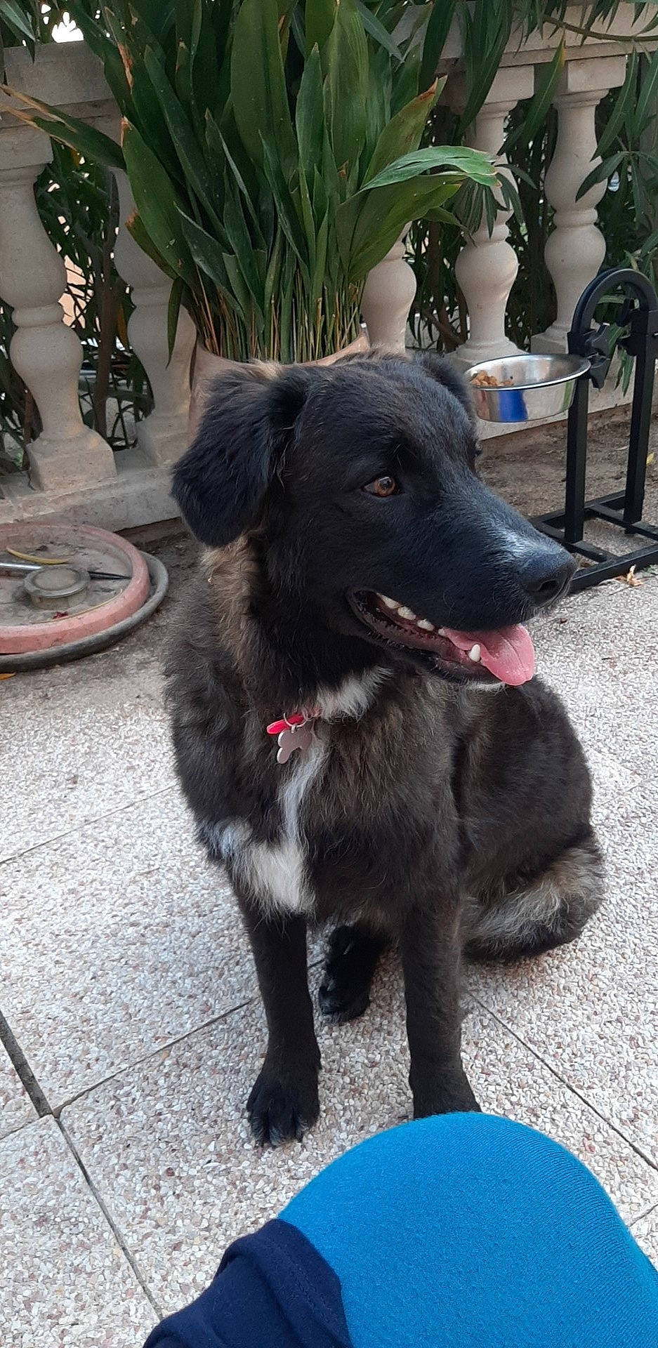 Eathers participe au concours pour gagner de l'argent avec cette photo : borador, canidae, carnivore, companion_dog, dog, dog_breed, mammal, puppy, rare_breed_dog, snout, sporting_group, street_dog