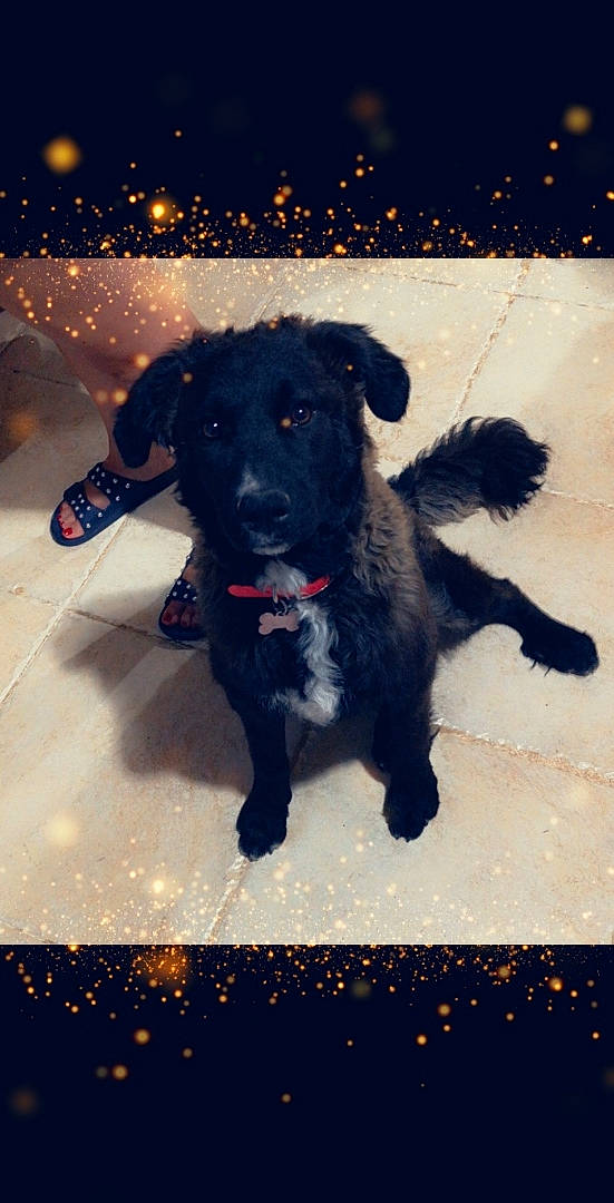 Eathers participe au concours pour gagner de l'argent avec cette photo : borador, canidae, carnivore, companion_dog, dog, dog_breed, flat_coated_retriever, mammal, patterdale_terrier, puppy, rare_breed_dog, snout, sporting_group, vertebrate