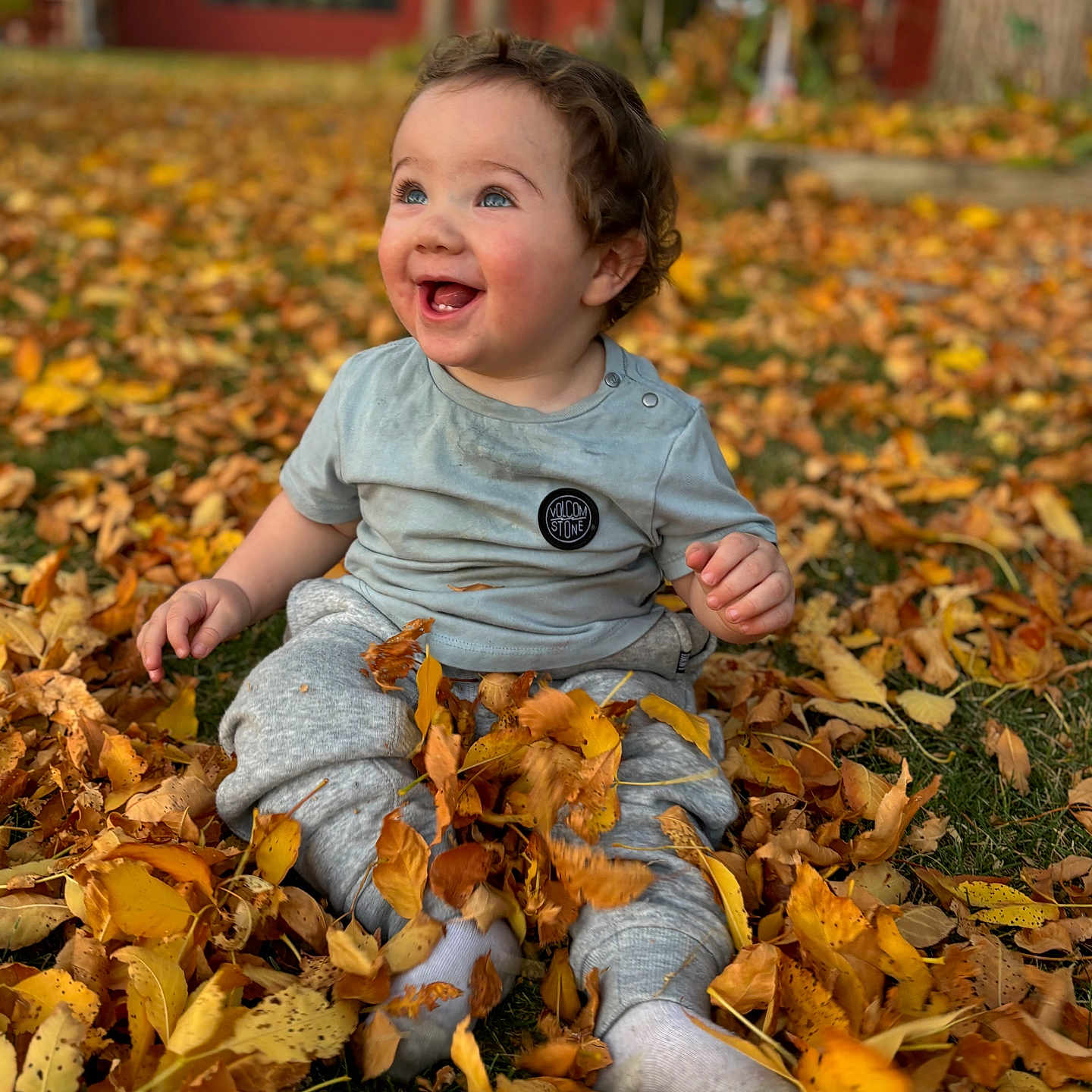 Ansen is registered to the contest to win money with this photo: autumn, baby, clothing, face, grass, happy, head, jeans, laughing, leaf, outdoors, pants, person, photography, plant, portrait, sitting, smile, tree, vegetation