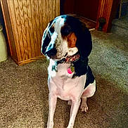 Brady is registered to the contest to win money with this photo: dog, tricolor, sitting, carpet, collar, tags, wooden_cabinet, indoor, pet, canine, fur, ears, floor, domestic, animal, quiet, companion, home, resting, looking_away