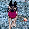 dog, german_shepherd, frisbee, grass, frost, morning, toy, outdoor, pet, animal, walking, play, nature, canine, cold, winter, active, fetch, park, daylight