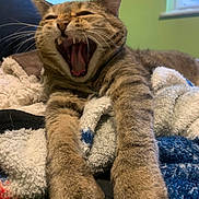 Yazzy is registered to the contest to win money with this photo: animal, blanket, cat, close_up, cozy, feline, fur, green_wall, home, indoor, paws, pet, relaxed, sleepy, stretching, tabby, texture, whiskers, window, yawning