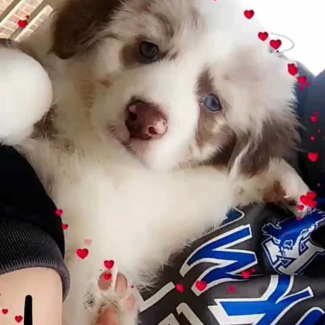Dixie is registered to the contest to win money with this photo: australian_shepherd, canidae, carnivore, companion_dog, dog, dog_breed, mammal, miniature_australian_shepherd, puppy, puppy_love, rare_breed_dog, vertebrate