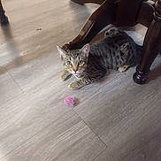 Coyote joined the competition — help win amazing prizes! cat, tabby, pet, floor, wooden_floor, table, wooden_table, toy, pink_toy, furniture, indoor, curious, alert, animal, domestic_animal, playful, whiskers, ears, paws, resting