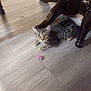 cat, tabby, pet, floor, wooden_floor, table, wooden_table, toy, pink_toy, furniture, indoor, curious, alert, animal, domestic_animal, playful, whiskers, ears, paws, resting