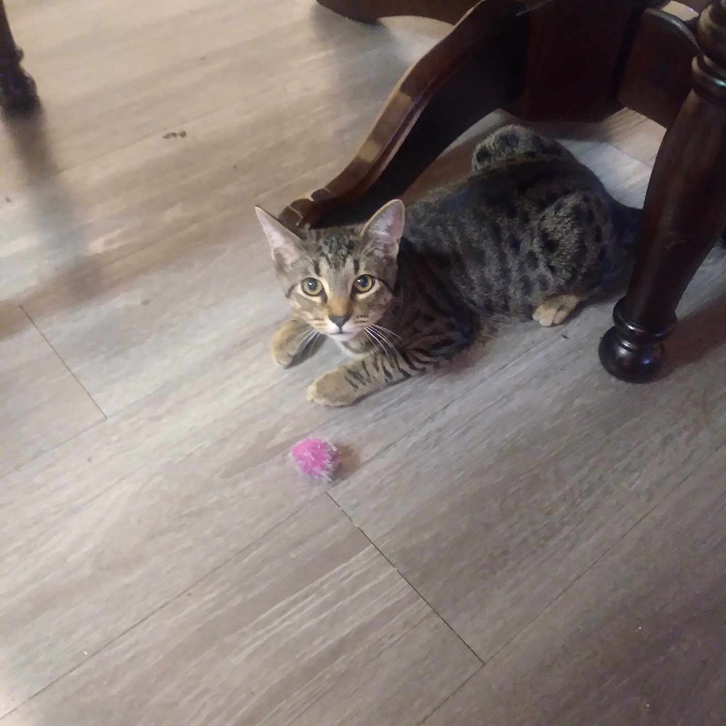 Coyote joined the competition — help win amazing prizes! alert, animal, cat, curious, domestic_animal, ears, floor, furniture, indoor, paws, pet, pink_toy, playful, resting, tabby, table, toy, whiskers, wooden_floor, wooden_table