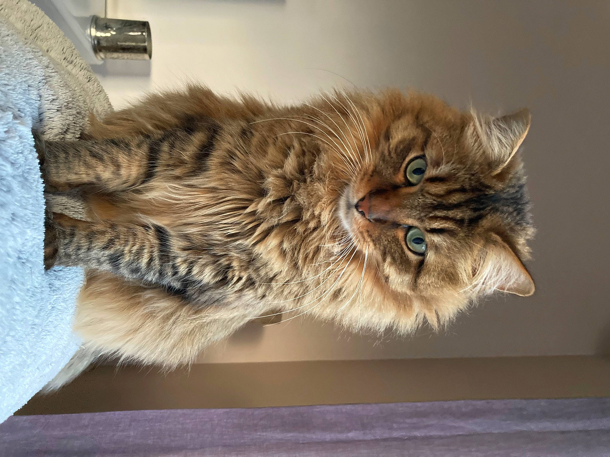 Cooky participe au concours pour gagner de l'argent avec cette photo : art, british_longhair, carnivore, cat, claw, domestic_short_haired_cat, felidae, fur, maine_coon, norwegian_forest_cat, paw, small_to_medium_sized_cats, snout, tail, terrestrial_animal, whiskers, wood