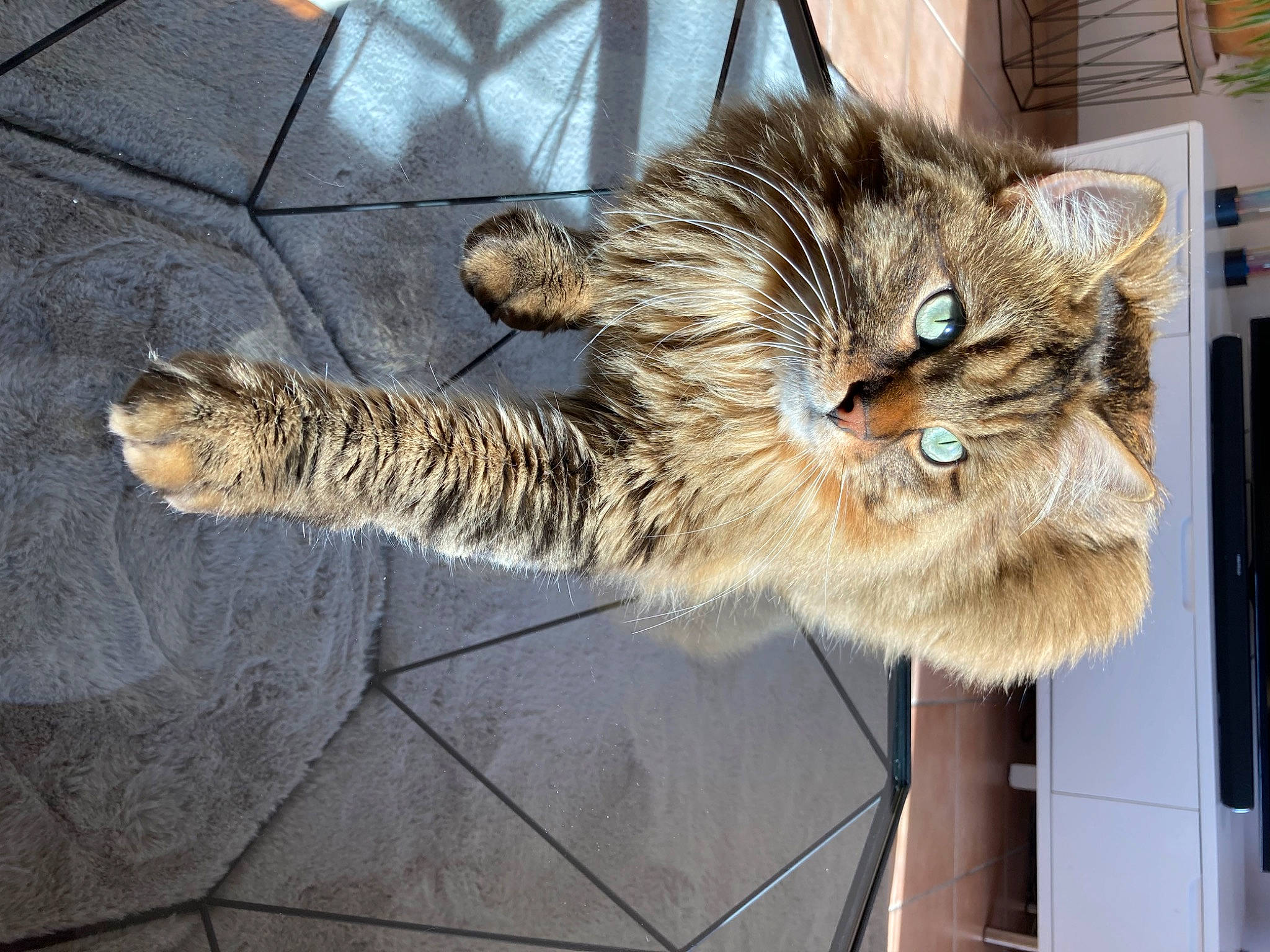 Cooky a rejoint le concours — aidez-le/la à gagner de superbes lots ! carnivore, cat, claw, domestic_short_haired_cat, felidae, fur, maine_coon, metal, paw, small_to_medium_sized_cats, snout, tail, terrestrial_animal, vertebrate, whiskers