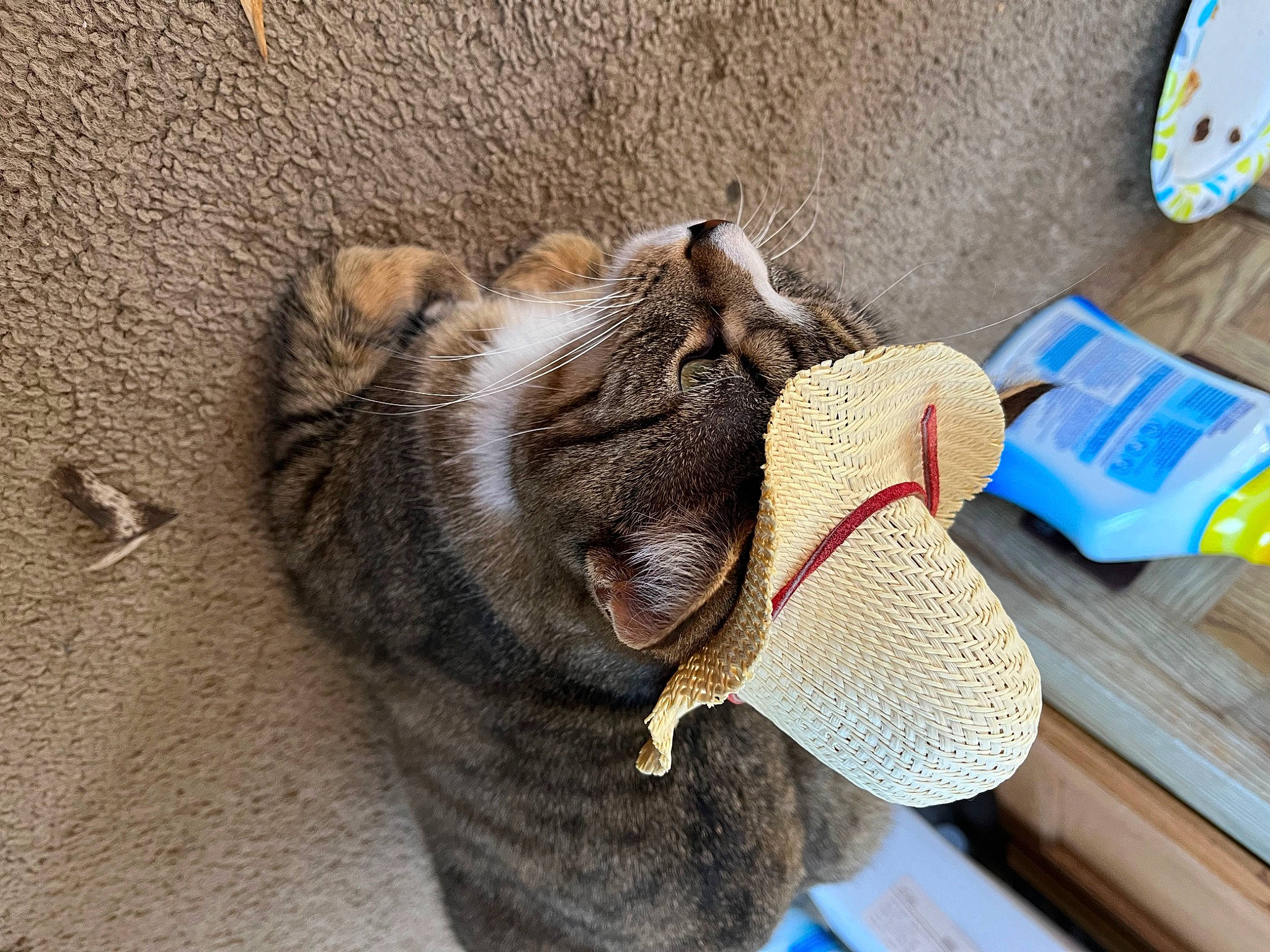 Boots joined the competition — help win amazing prizes! claw, domestic_short_haired_cat, electric_blue, fashion_accessory, felidae, flooring, foot, fur, human_leg, paw, small_to_medium_sized_cats, snout, tail, whiskers, wood, working_animal, wrinkle
