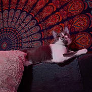 Oliver is registered to the contest to win money with this photo: cat, gray_and_white, lounging, couch, blanket, indoor, tapestry, patterned_background, relaxed, feline, pet, cozy, soft_texture, decor, animal, fur, resting, home, comfort, curious