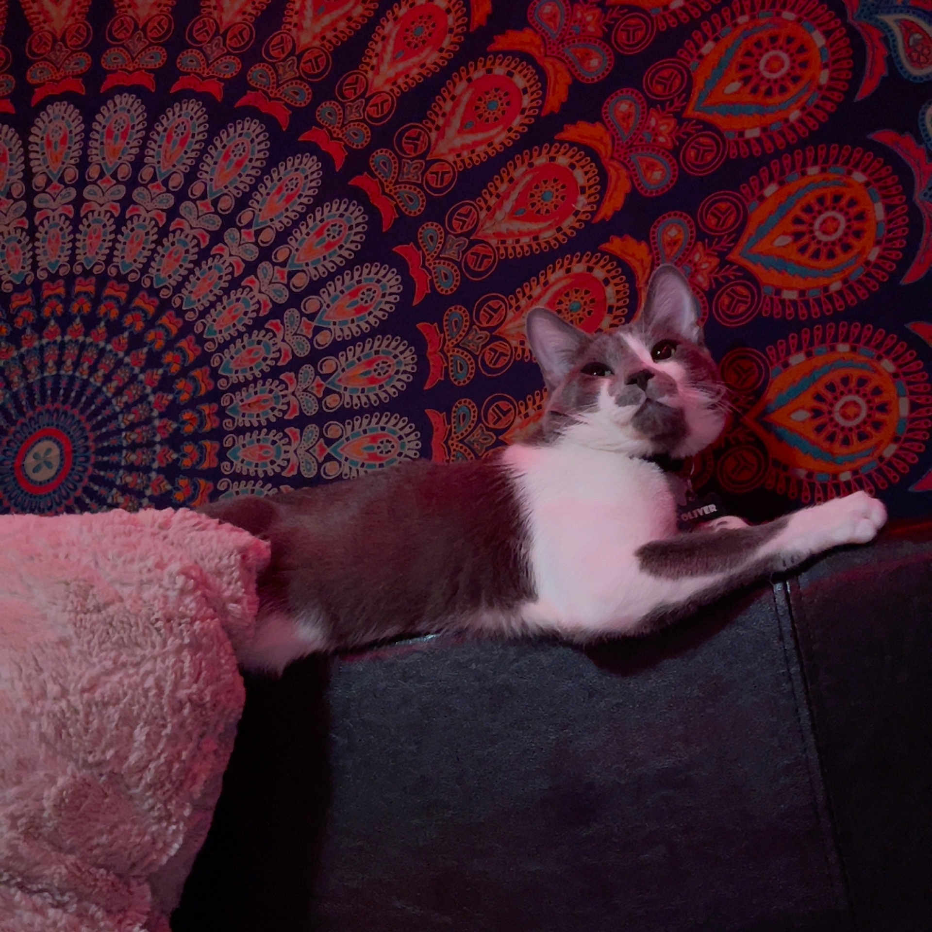 Oliver is registered to the contest to win money with this photo: animal, blanket, cat, comfort, couch, cozy, curious, decor, feline, fur, gray_and_white, home, indoor, lounging, patterned_background, pet, relaxed, resting, soft_texture, tapestry