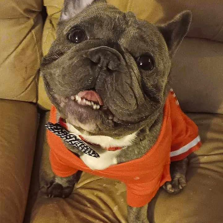 Frenchie joined the competition — help win amazing prizes! bulldog, canidae, carnivore, collar, companion_dog, dessert, dog, dog_breed, dog_collar, ear, fawn, french_bulldog, fur, snout, sporting_group, terrestrial_animal, toy_dog, whiskers, working_animal, wrinkle