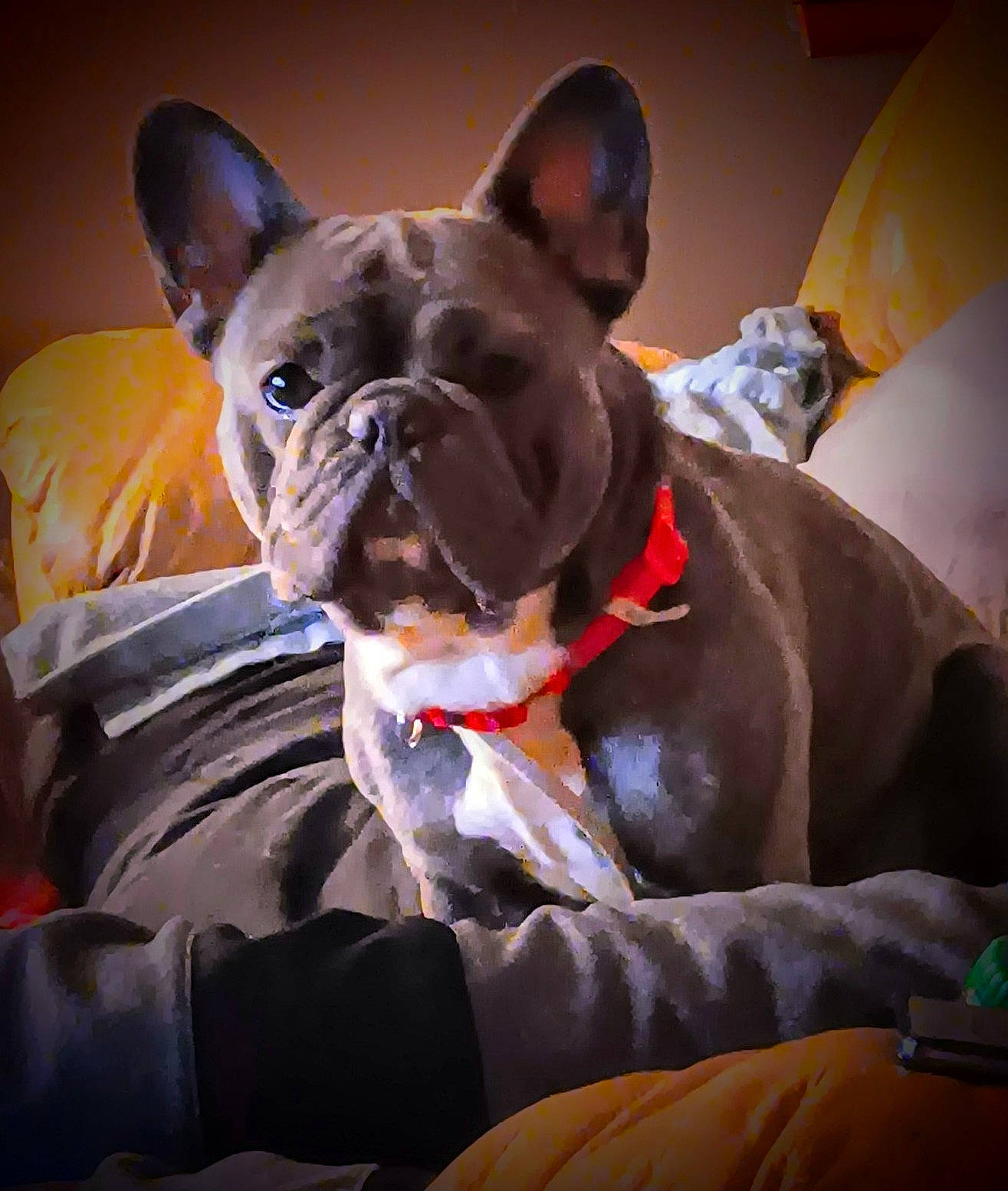 Frenchie is registered to the contest to win money with this photo: bulldog, canidae, carnivore, collar, comfort, companion_dog, dog, dog_breed, dog_collar, dog_supply, ear, fawn, french_bulldog, non_sporting_group, snout, sporting_group, toy_dog, whiskers, working_animal, wrinkle