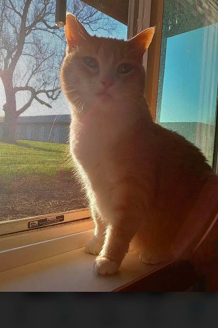 Spice is registered to the contest to win money with this photo: carnivore, cat, domestic_short_haired_cat, eye, fawn, felidae, fur, paw, plant, sitting, small_to_medium_sized_cats, snout, tail, tints_and_shades, tree, whiskers, window, wood