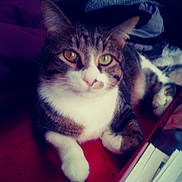 Lincoln is registered to the contest to win money with this photo: aegean_cat, cat, cat_like_mammal, domestic_short_haired_cat, european_shorthair, eye, fur, kitten, mammal, norwegian_forest_cat, small_to_medium_sized_cats, snapshot, snout, vertebrate, whiskers