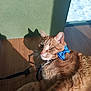 Chance is registered to the contest to win money with this photo: animal, bow_tie, cat, closeup, collar, cute, domestic_cat, fur, green_wall, indoor, leash, orange_tabby, pet, playful, posing, relaxed, shadow, sunlight, whiskers, wooden_floor
