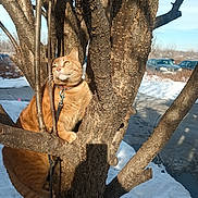 Chance joined the competition — help win amazing prizes! animal, bark, branch, cat, collar, curious, daylight, fur, leash, nature, orange_tabby, outdoor, parked_cars, pet, sidewalk, sky, snow, sunlight, tree, winter