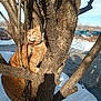 animal, bark, branch, cat, collar, curious, daylight, fur, leash, nature, orange_tabby, outdoor, parked_cars, pet, sidewalk, sky, snow, sunlight, tree, winter