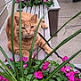 animal, bench, cat, closeup, curious, daylight, feline, flora, flowers, garden, green_leaves, leaves, nature, orange_cat, outdoor, pet, pink_flowers, plant_stems, relaxing, wooden_bench