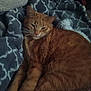 Chance joined the competition — help win amazing prizes! animal, blanket, cat, closeup, comfort, cozy, cute, domestic_animal, feline, fur, indoor, orange_cat, patterned_blanket, pet, relaxed, resting, sleepy, soft_texture, tabby, whiskers