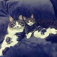 Finn joined the competition — help win amazing prizes! aegean_cat, carnivoran, cat, cat_like_mammal, domestic_short_haired_cat, european_shorthair, fur, kitten, norwegian_forest_cat, sky, small_to_medium_sized_cats, snout, whiskers