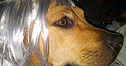 Cupcake is registered to the contest to win money with this photo: accessory, animal, animal_portrait, brown_dog, closeup, costume, cute, decorative, dog, domestic_animal, face, festive, funny, indoor, pet, portrait, profile, tiara, tinsel, wig
