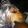 Cupcake is registered to the contest to win money with this photo: dog, costume, wig, tiara, tinsel, pet, portrait, brown_dog, animal, indoor, closeup, face, profile, decorative, festive, accessory, cute, domestic_animal, animal_portrait, funny