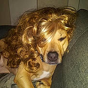 Cupcake is registered to the contest to win money with this photo: dog, wig, curly_hair, brown_dog, couch, indoor, pet, animal, funny, costume, relaxed, portrait, face, fur, sleepy, home, furniture, cute, canine, resting