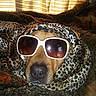 accessory, animal, blanket, cozy, curtains, cute, dog, face, fashion, fur, indoor, leopard_print, light, pet, portrait, relaxing, resting, scarf, sunglasses, window