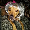 Cupcake joined the competition — help win amazing prizes! dog, costume, wig, pearl_necklace, pink_bow, blanket, leopard_print, fur, pet, animal, portrait, indoor, cute, accessory, domestic_animal, muzzle, brown_dog, face, lying_down, looking